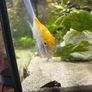 Angelfish Image 4