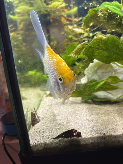 Angelfish