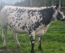 Speckle park in calf heifer