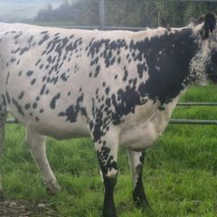 Speckle park in calf heifer