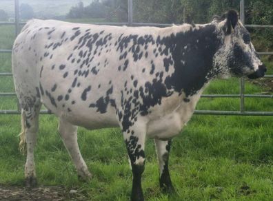 Speckle park in calf heifer