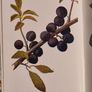 .The Observers Book Of TRRES & shrubs Of The British ISLES. 240 PAGES POCKET SIZE. Image 10