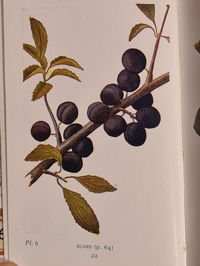.The Observers Book Of TRRES & shrubs Of The British ISLES. 240 PAGES POCKET SIZE.