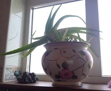 Aloe Vera Air Purifying plants