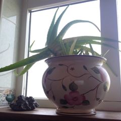 Aloe Vera Air Purifying plants