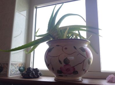 Aloe Vera Air Purifying plants