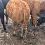 10 Limousine heifers Image 8