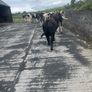 Pedigree Angus Bull Choice of two Image 8