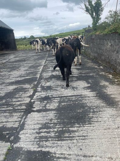 Pedigree Angus Bull Choice of two