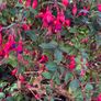 Fuchsia Plant Image 3