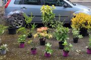 15 mature plants/shrubs