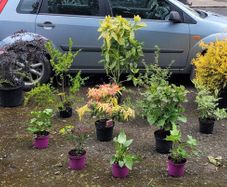 15 mature plants/shrubs