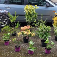 15 mature plants/shrubs