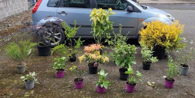 15 mature plants/shrubs