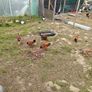 Chickens, (Cockerels and Pullets) Image 4