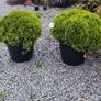 Pencil Conifer Trees 5ft just 45 euro Image 6