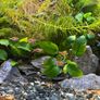Freshwater Fish Image 7