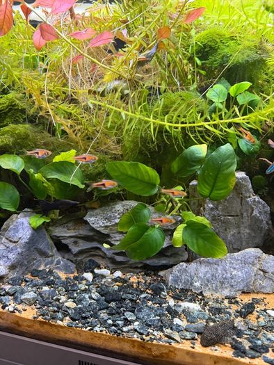 Freshwater Fish