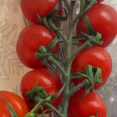 cherry tomatoes