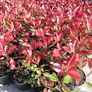 Red Robin Hedging Image 7