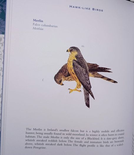Ireland's Flora and Fauna Appletree Deluxe Editions Trees and Shrubs Wild Flowers Birds a beautiful collection of three books with lovely illustrations in excellent condition with no issues FREE STANDARD POSTAGE INCLUDED