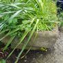 Stone trough/planter Image 4
