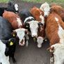 Organic cattle Image 3