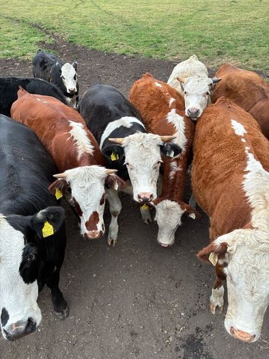 Organic cattle