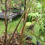 Black stem bamboo Image 6