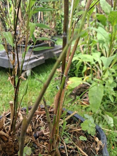 Black stem bamboo