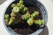 Crassula marnieriana_worm plant