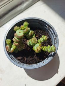 Crassula marnieriana_worm plant