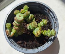 Crassula marnieriana_worm plant