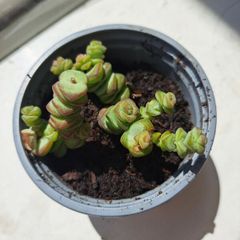 Crassula marnieriana_woem plant