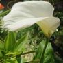 plants Image 2