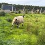 Dutch Spotted Ram Image 2