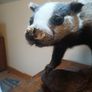 taxidermy Image 6