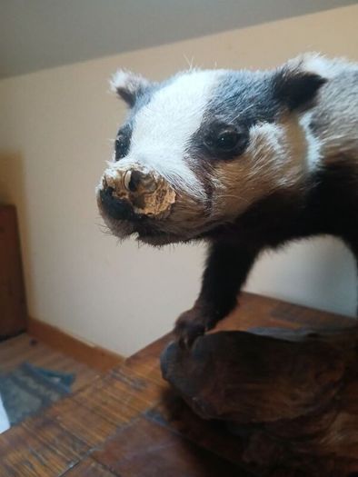 taxidermy
