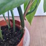 Cebu blue plant Image 3