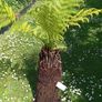 trees Image 3
