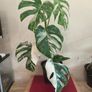 Houseplant Donegal Rare Established plants Image 6