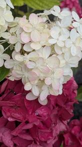 Hydrangea