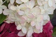 Hydrangea
