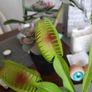 Venus flytrap artifical plant Image 3