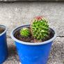 Mammillaria Cactus Image 3