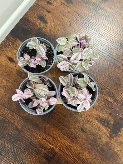 Small tradescantia house plant