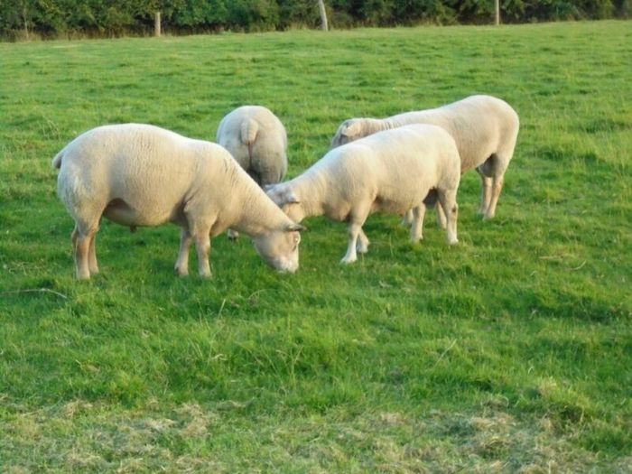 Charolais Ram.  Available.. Available.