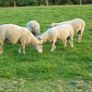 Charolais Ram.  Available.. Available. Image 10