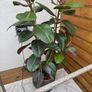 Rubber Plant (Ficus elastica) with vase Image 4