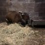 2 purebred dutch spotted ram lambs Image 2